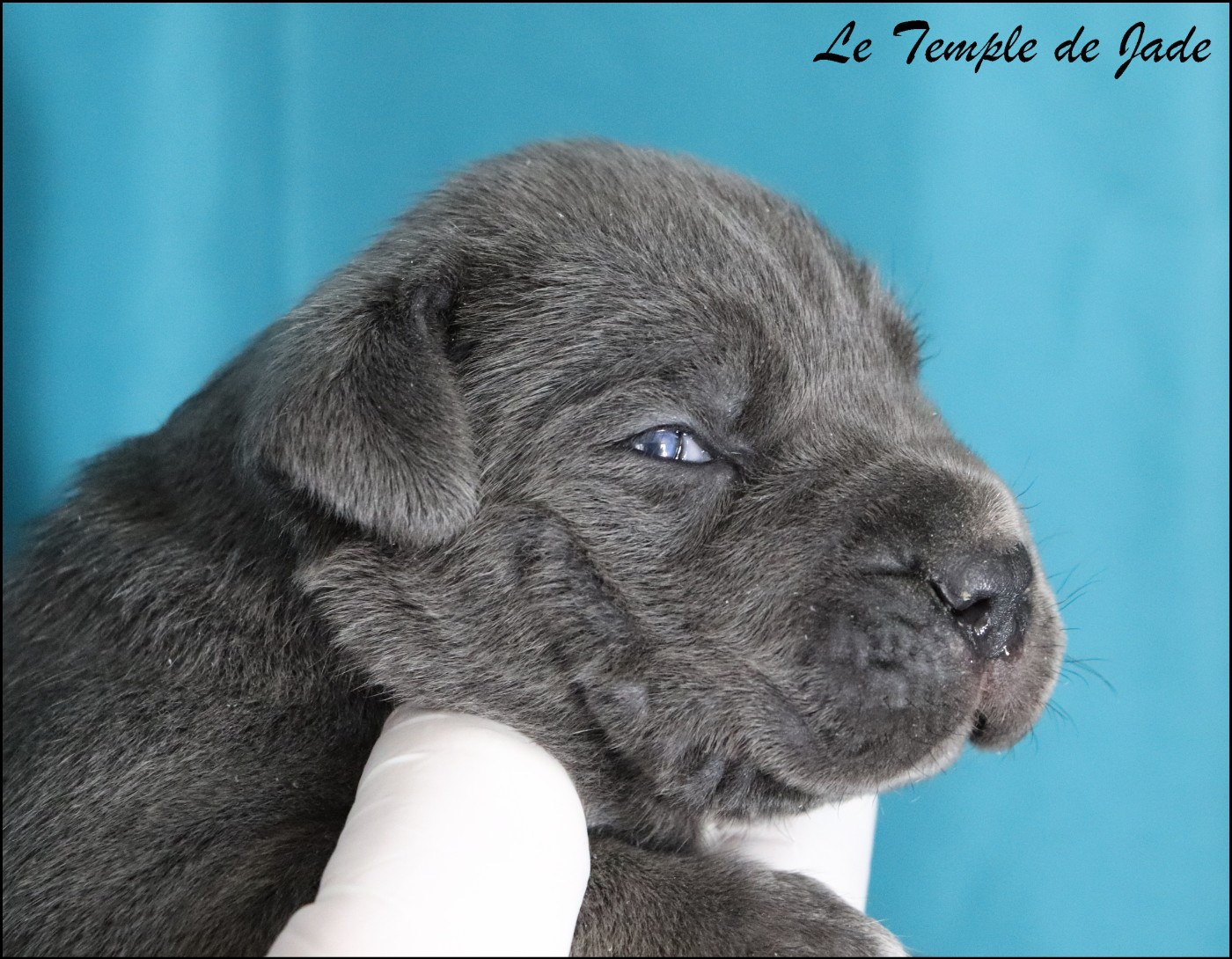 du temple de jade - Chiots disponibles - Cane Corso