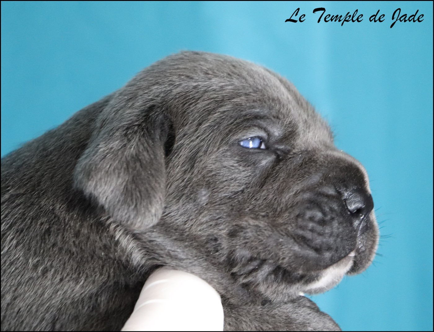 du temple de jade - Chiots disponibles - Cane Corso