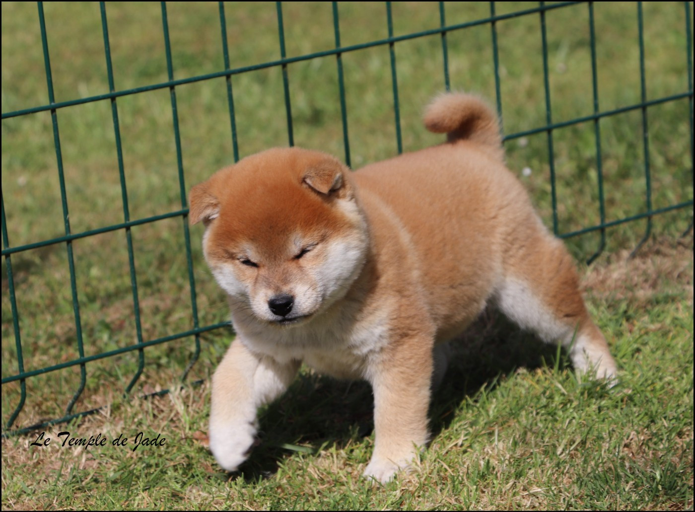 du temple de jade - Chiots disponibles - Shiba