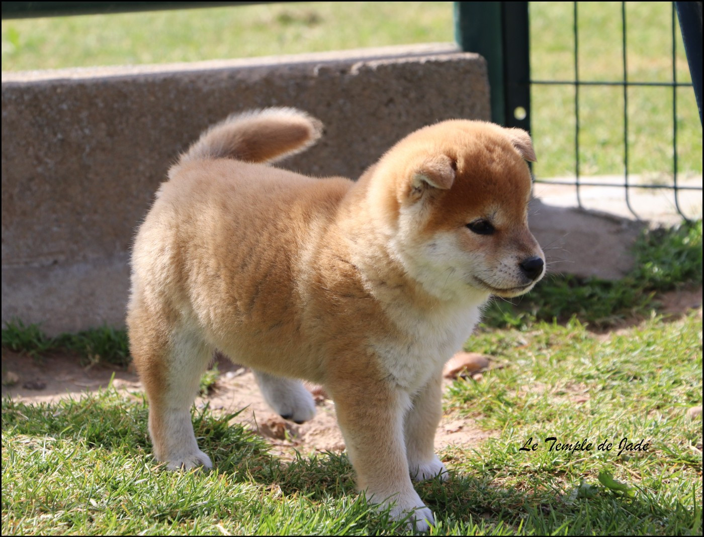 du temple de jade - Chiots disponibles - Shiba