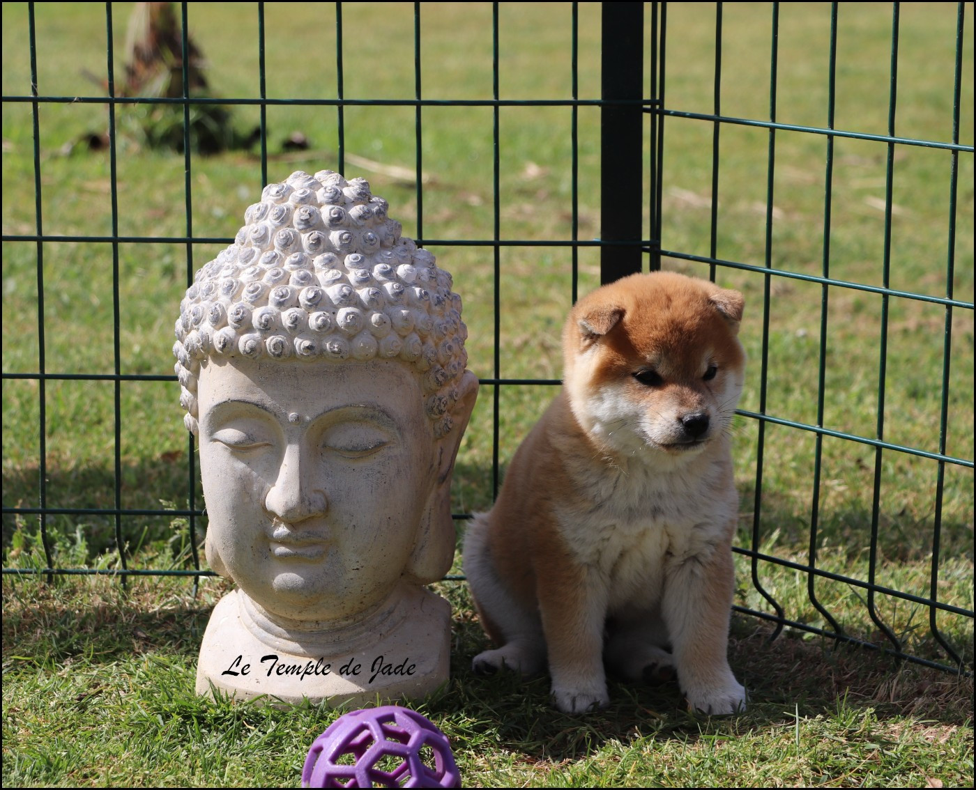 Chiot Shiba du temple de jade