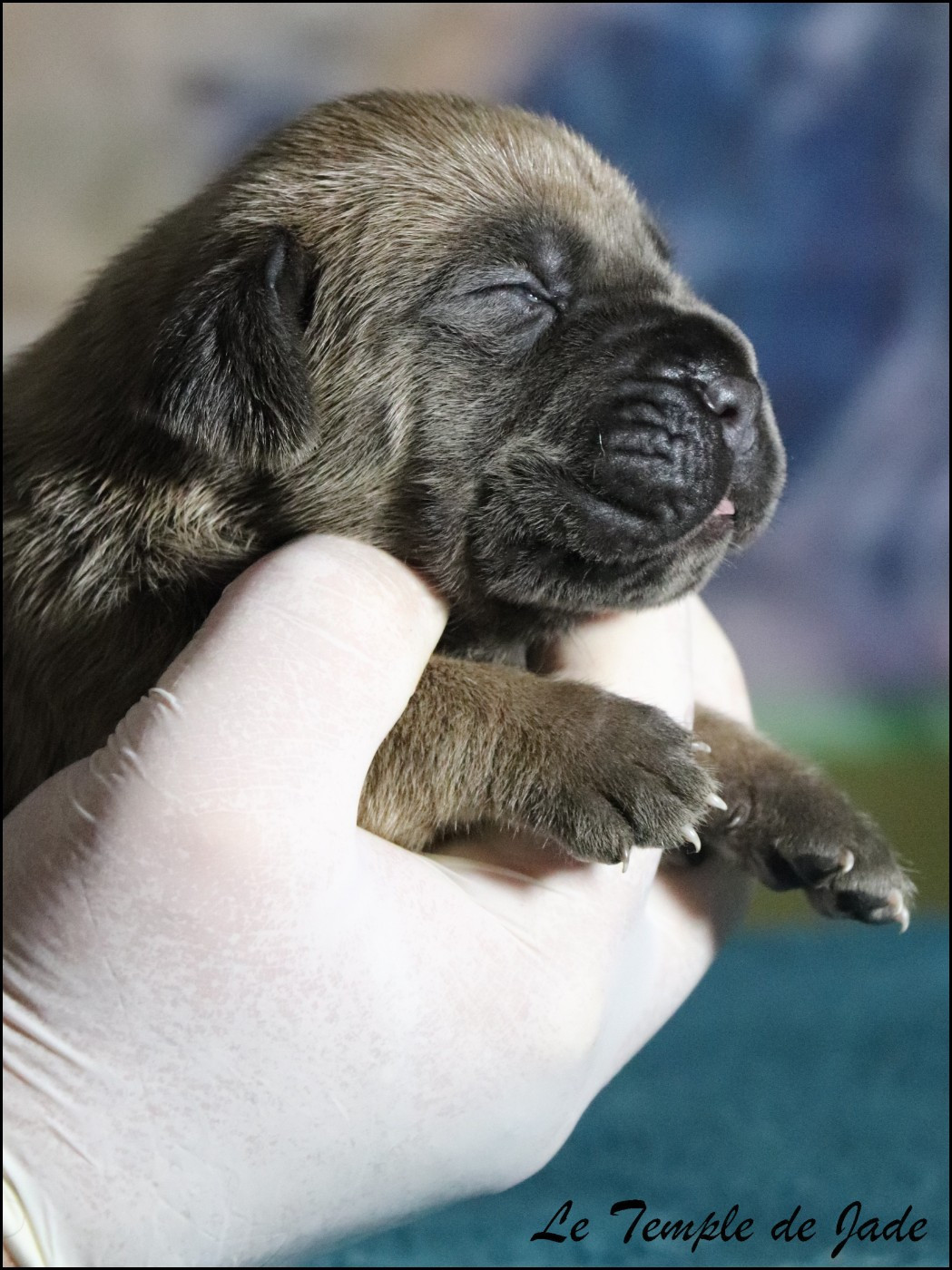 du temple de jade - Chiots disponibles - Cane Corso