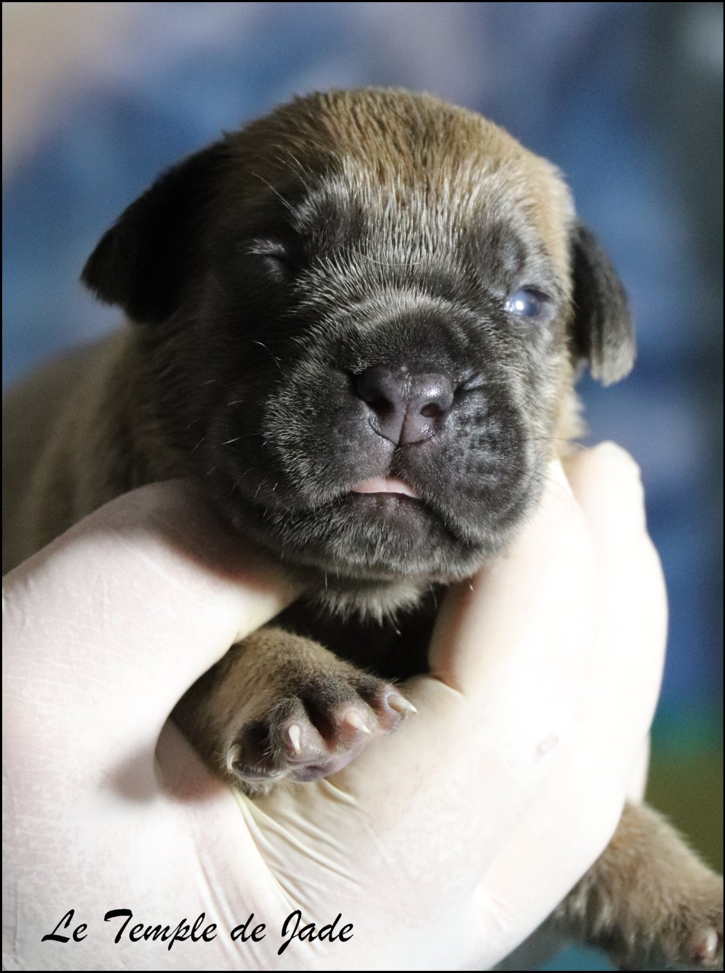 du temple de jade - Chiots disponibles - Cane Corso