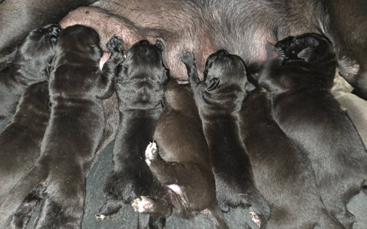 Chiot Cane Corso du temple de jade