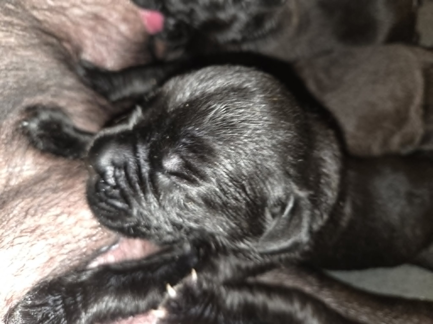 du temple de jade - Chiots disponibles - Cane Corso