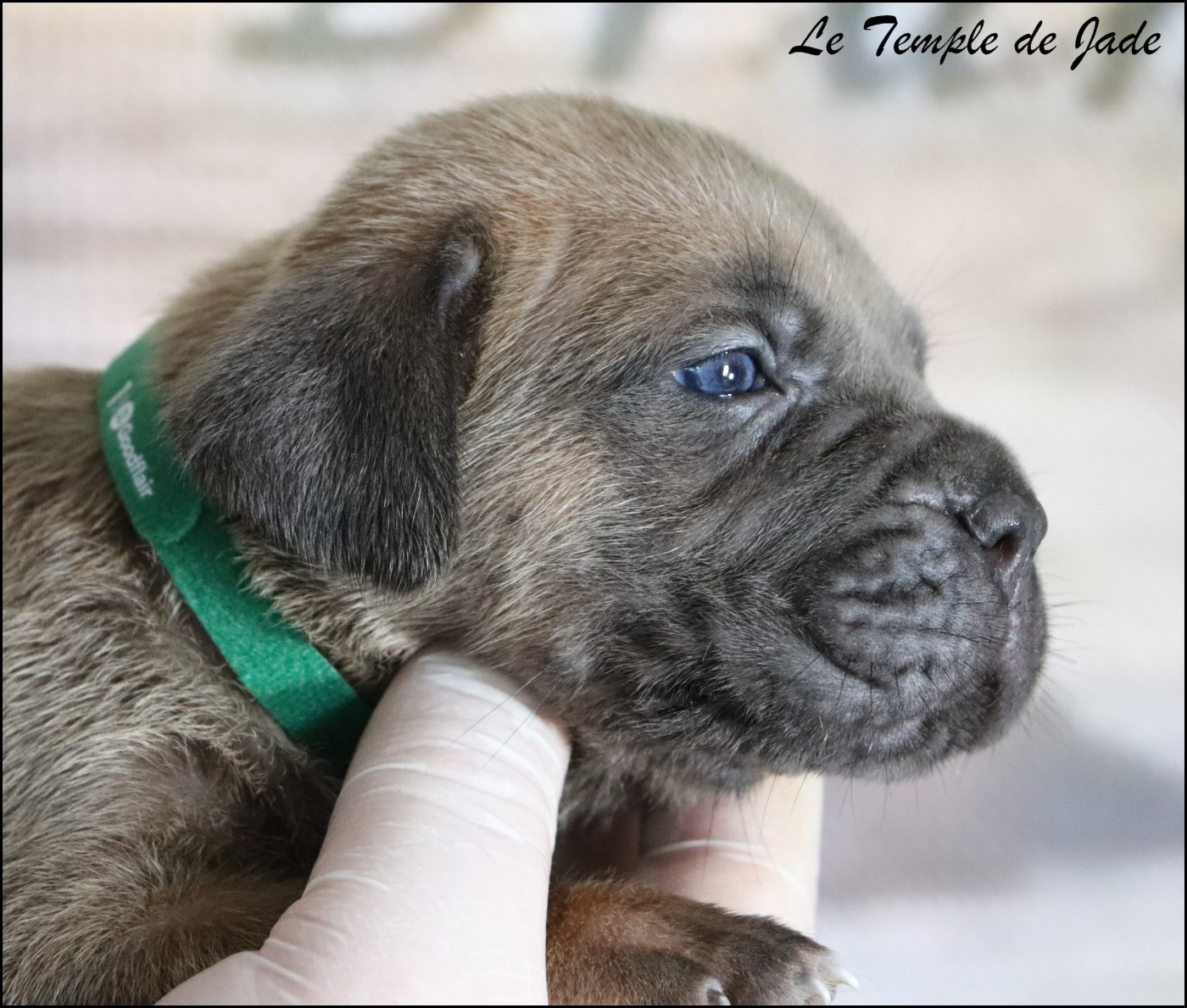 du temple de jade - Chiots disponibles - Cane Corso