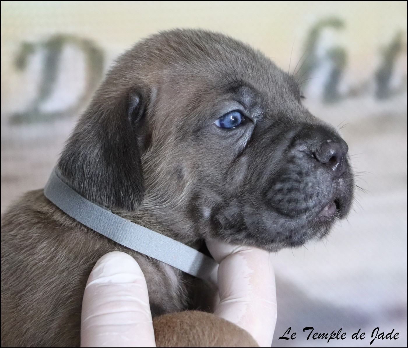 du temple de jade - Chiots disponibles - Cane Corso