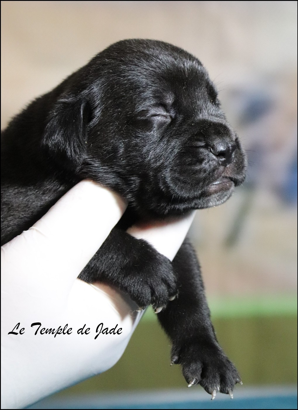 du temple de jade - Chiots disponibles - Cane Corso