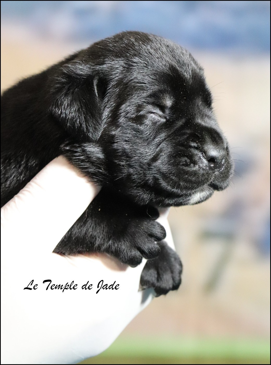 du temple de jade - Chiots disponibles - Cane Corso