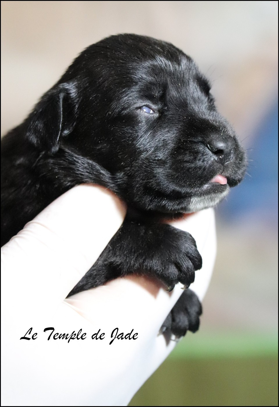 du temple de jade - Chiots disponibles - Cane Corso