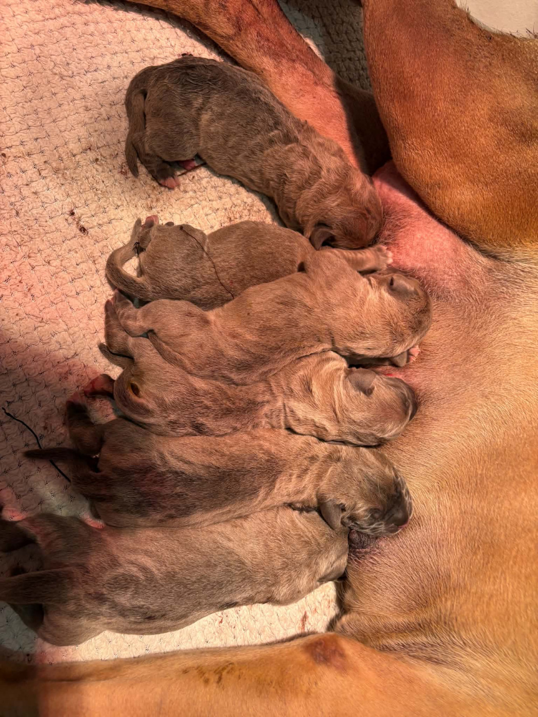 du temple de jade - Cane Corso - Portée née le 13/08/2026