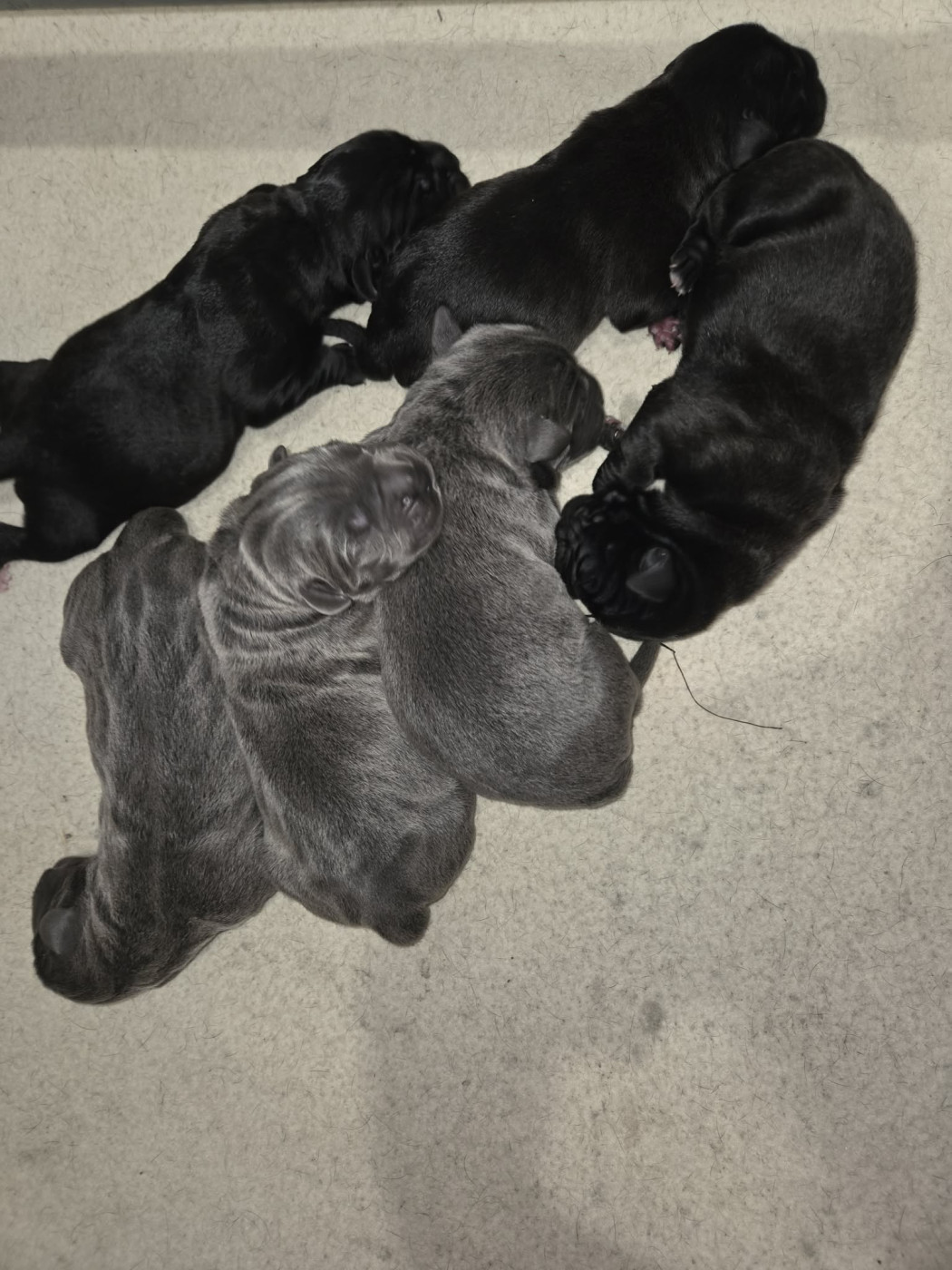 du temple de jade - Chiots disponibles - Cane Corso