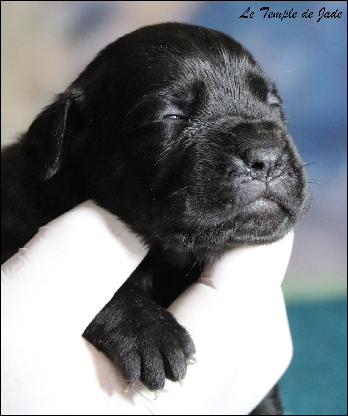du temple de jade - Chiots disponibles - Cane Corso