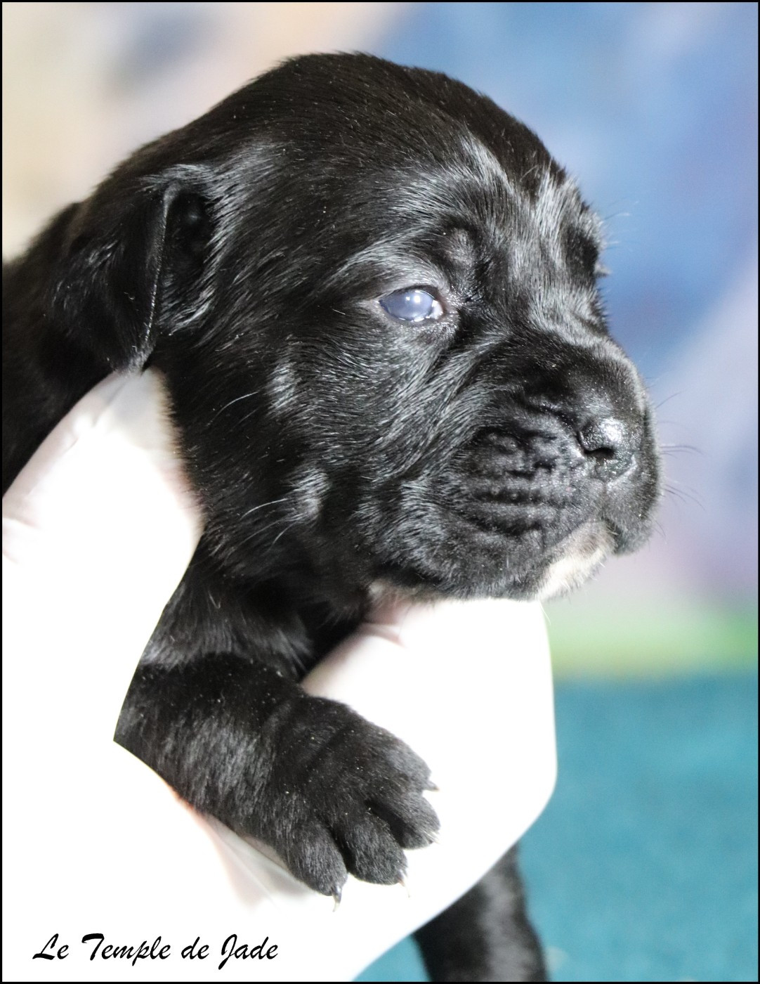 du temple de jade - Chiots disponibles - Cane Corso