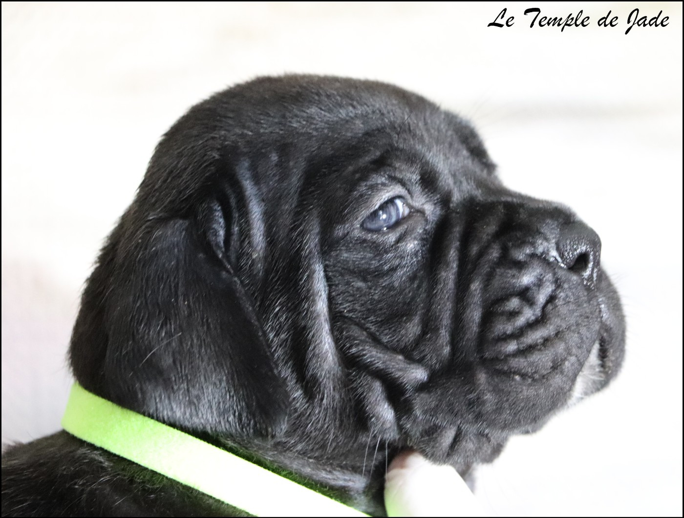 du temple de jade - Chiots disponibles - Cane Corso