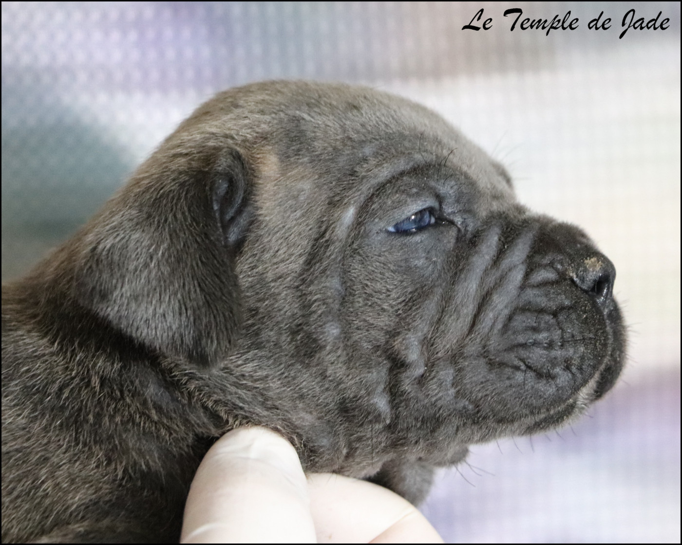du temple de jade - Chiots disponibles - Cane Corso