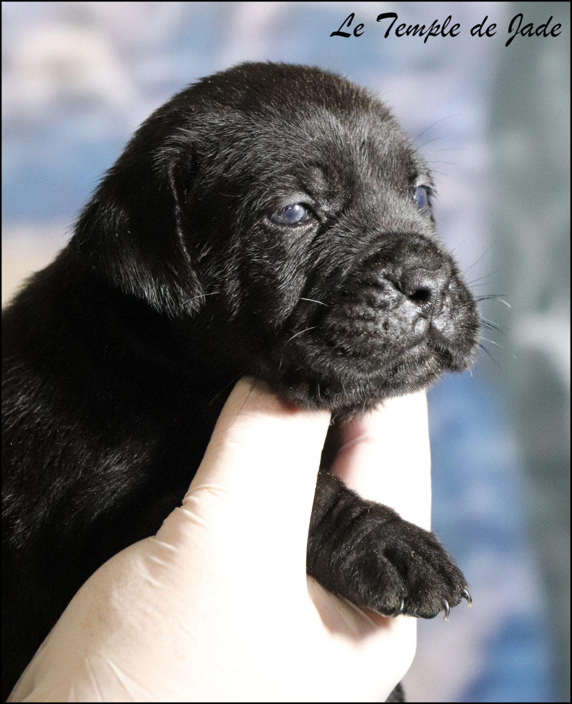 du temple de jade - Chiots disponibles - Cane Corso