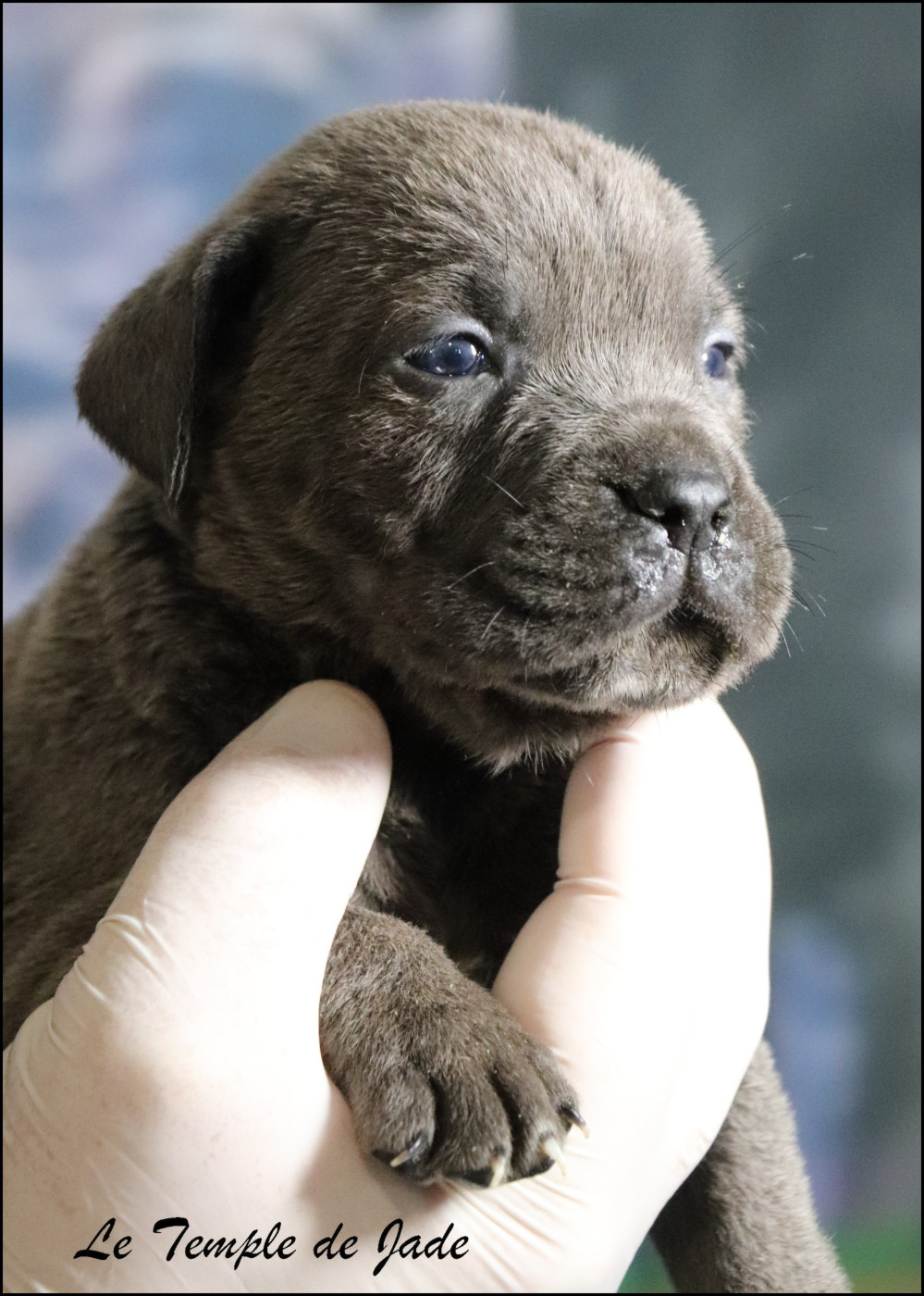 du temple de jade - Chiots disponibles - Cane Corso