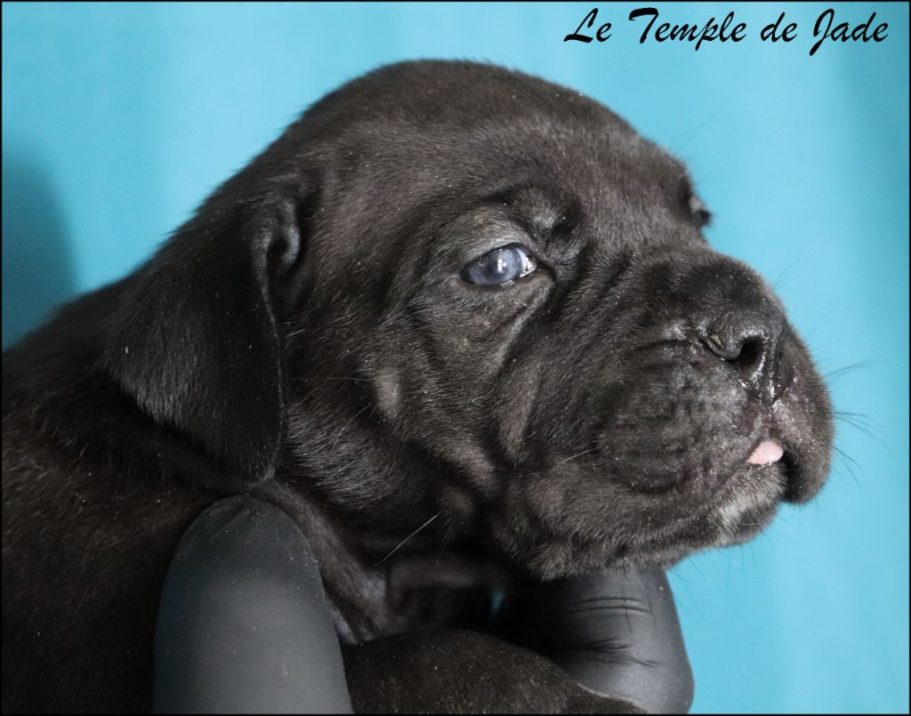 du temple de jade - Chiots disponibles - Cane Corso