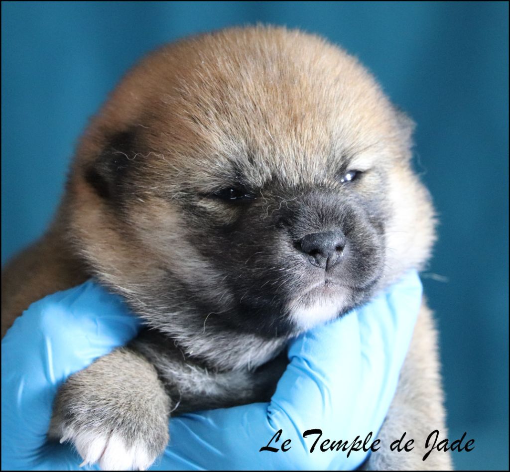 du temple de jade - Chiots disponibles - Shiba