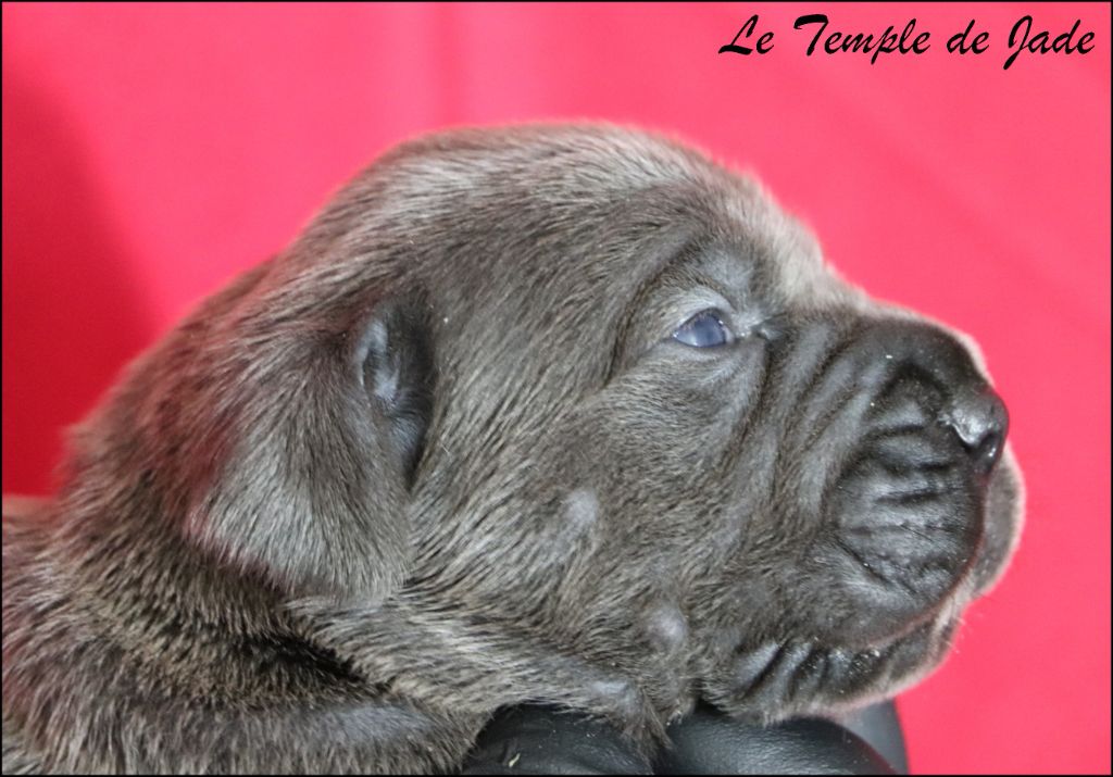 du temple de jade - Chiots disponibles - Cane Corso