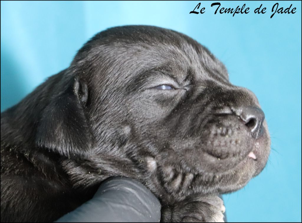 du temple de jade - Chiots disponibles - Cane Corso