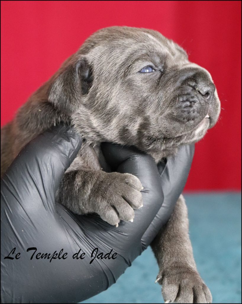 du temple de jade - Chiots disponibles - Cane Corso