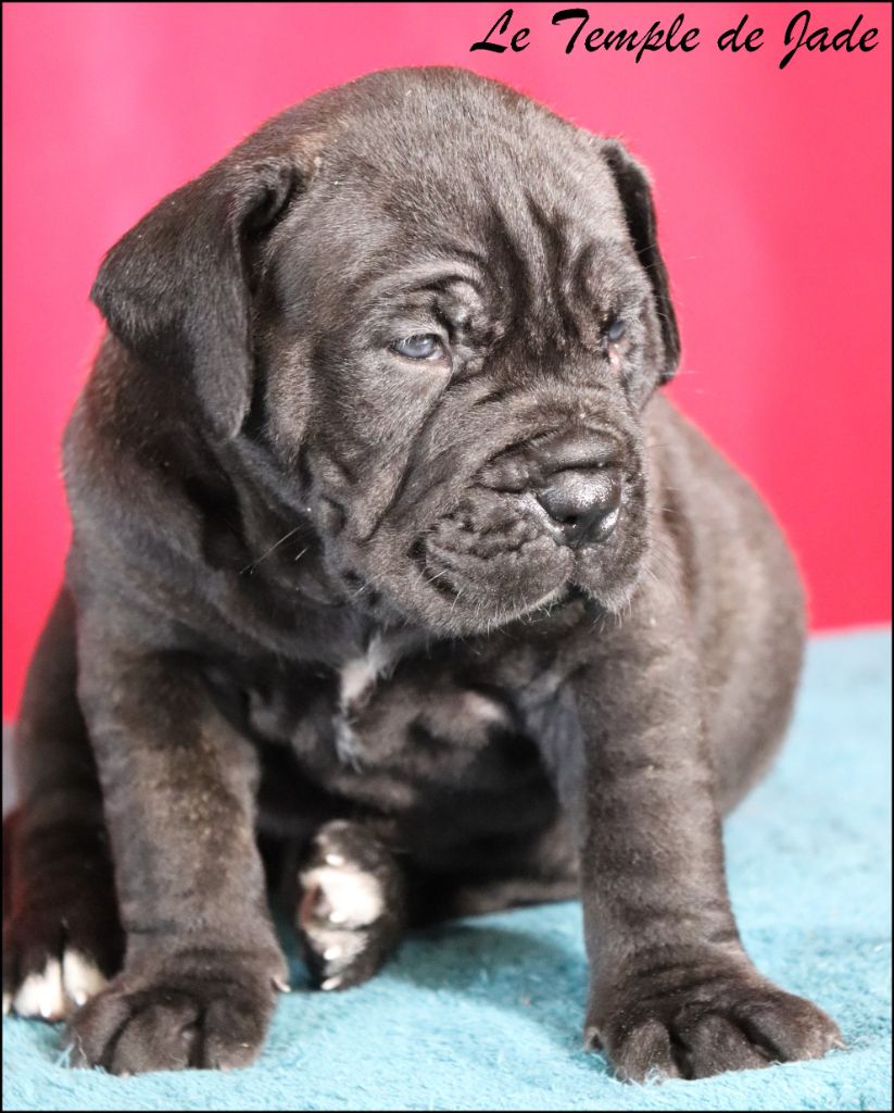du temple de jade - Chiots disponibles - Cane Corso