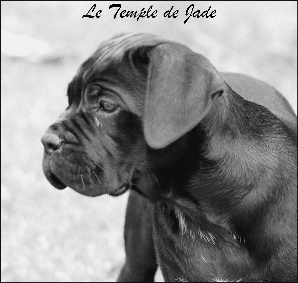 du temple de jade - Chiots disponibles - Cane Corso