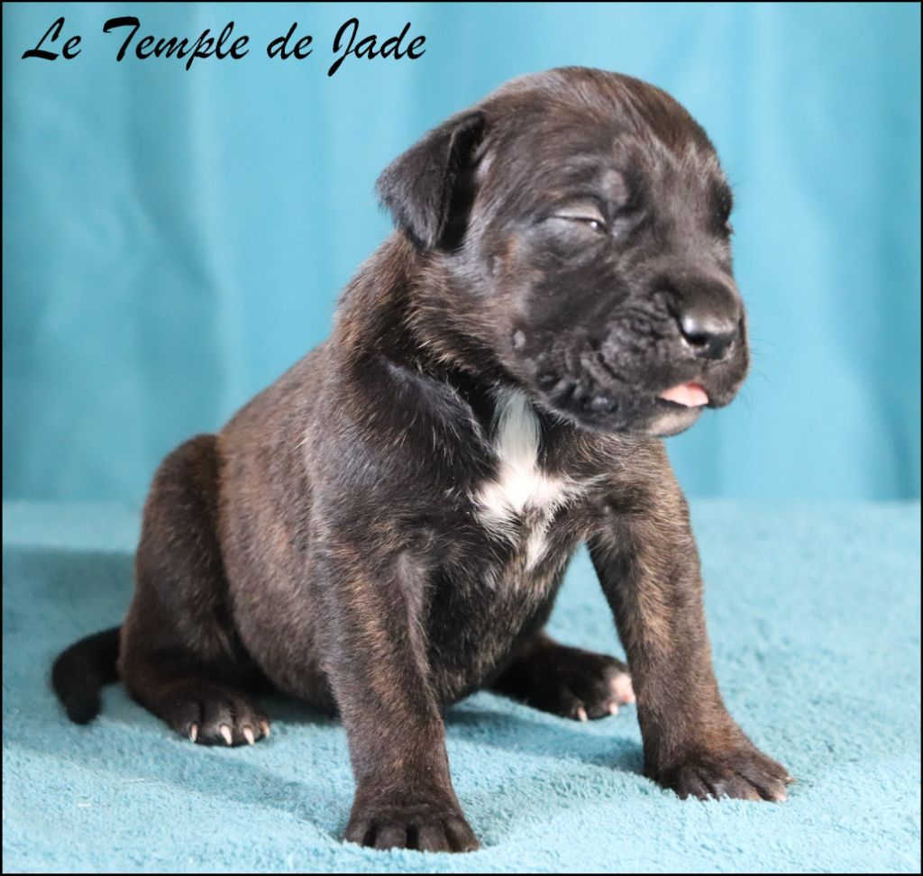 du temple de jade - Chiots disponibles - Cane Corso