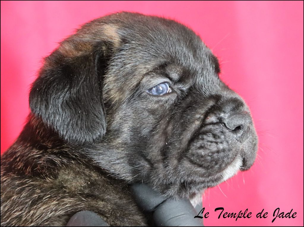 du temple de jade - Chiots disponibles - Cane Corso