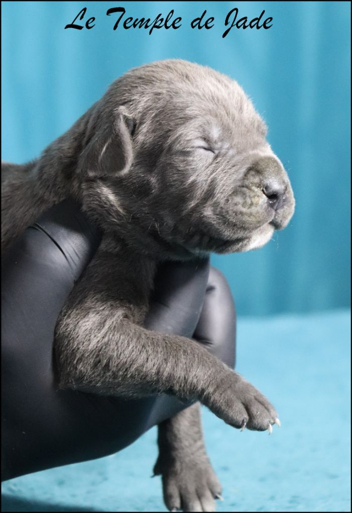 du temple de jade - Chiots disponibles - Cane Corso