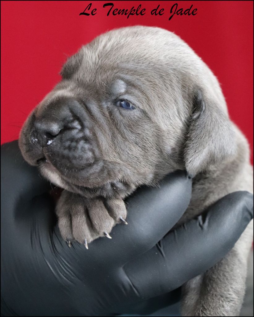 du temple de jade - Chiots disponibles - Cane Corso
