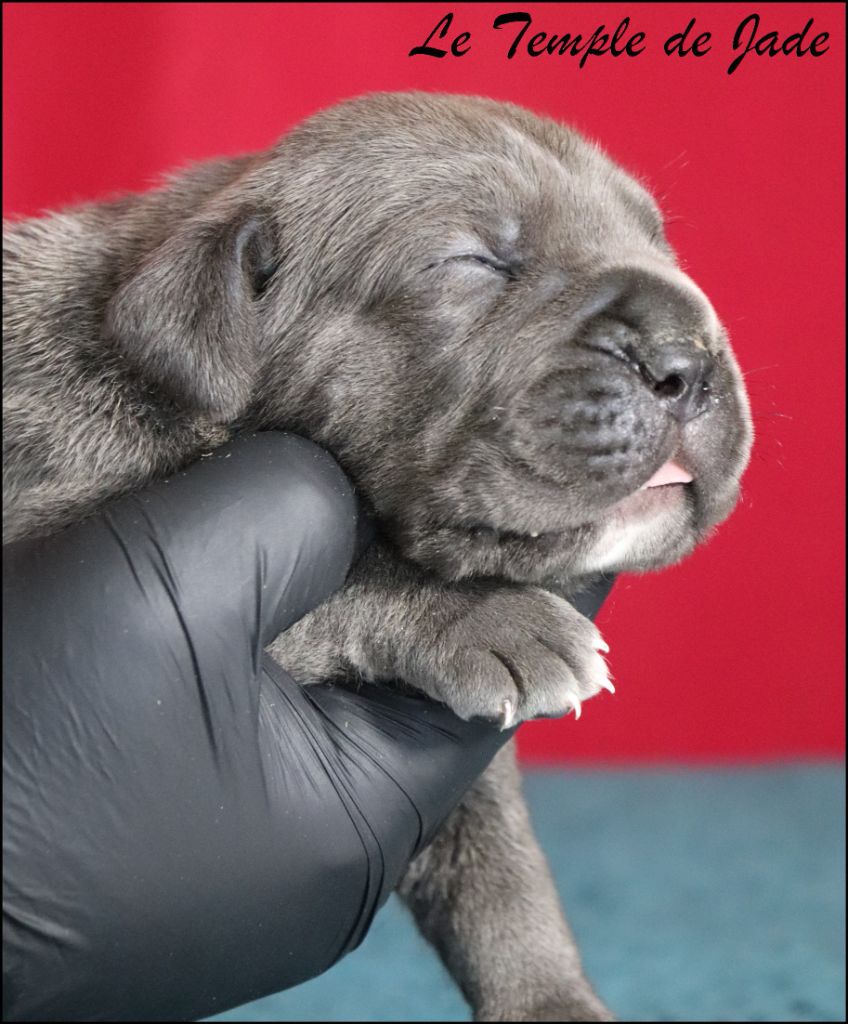 du temple de jade - Chiots disponibles - Cane Corso