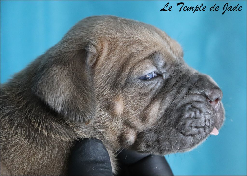 du temple de jade - Chiots disponibles - Cane Corso