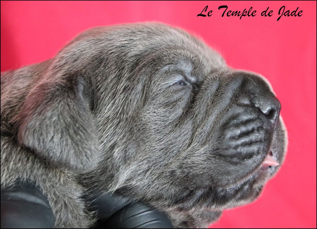 du temple de jade - Chiots disponibles - Cane Corso