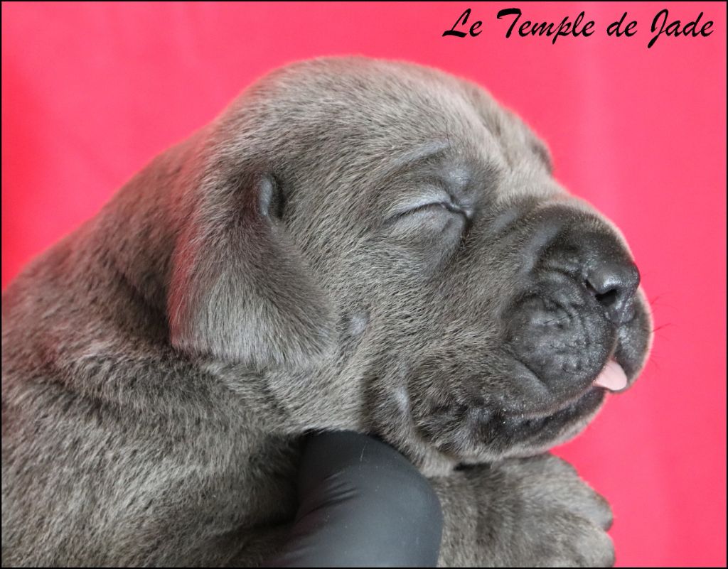 du temple de jade - Chiots disponibles - Cane Corso