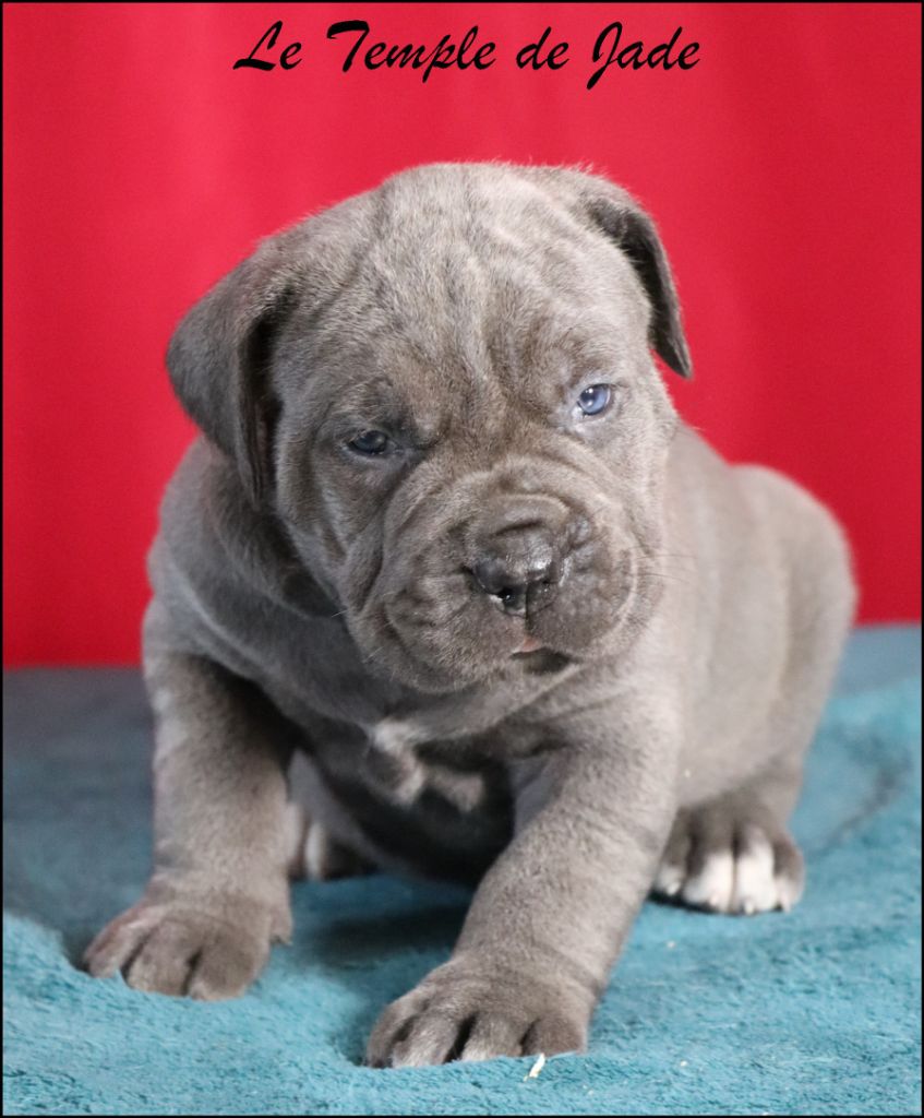 du temple de jade - Chiots disponibles - Cane Corso