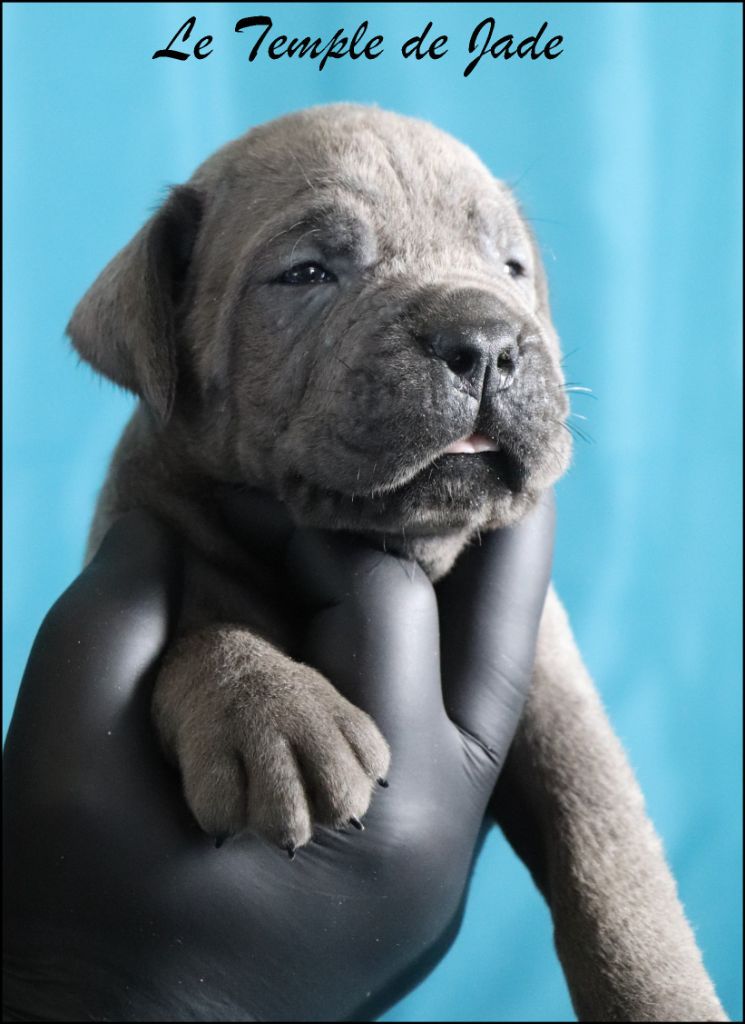 du temple de jade - Chiots disponibles - Cane Corso