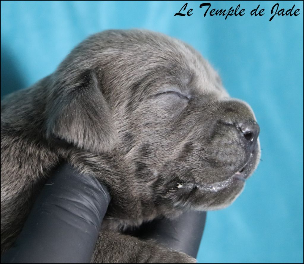 du temple de jade - Chiots disponibles - Cane Corso