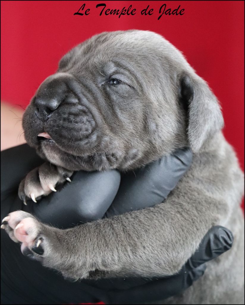 du temple de jade - Chiots disponibles - Cane Corso