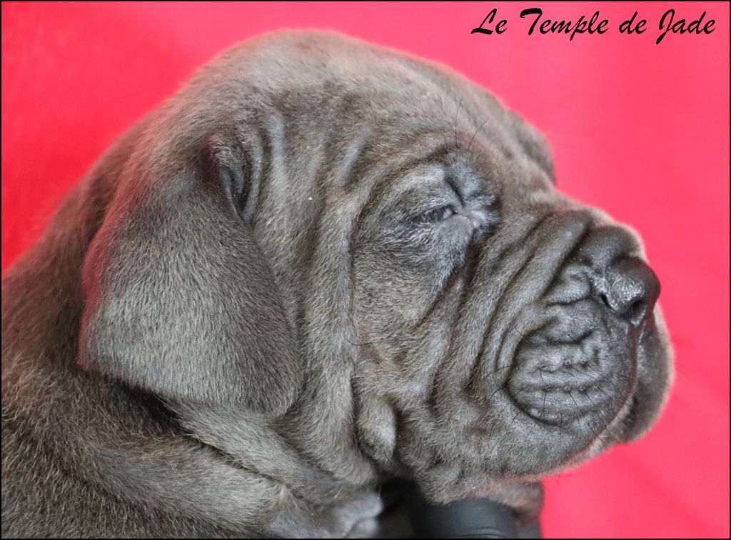 du temple de jade - Chiots disponibles - Cane Corso