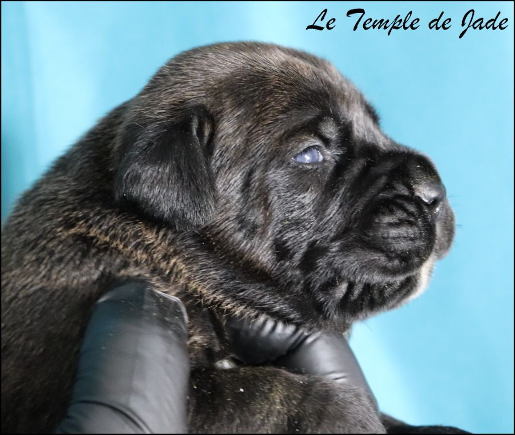 du temple de jade - Cane Corso - Portée née le 11/07/2025