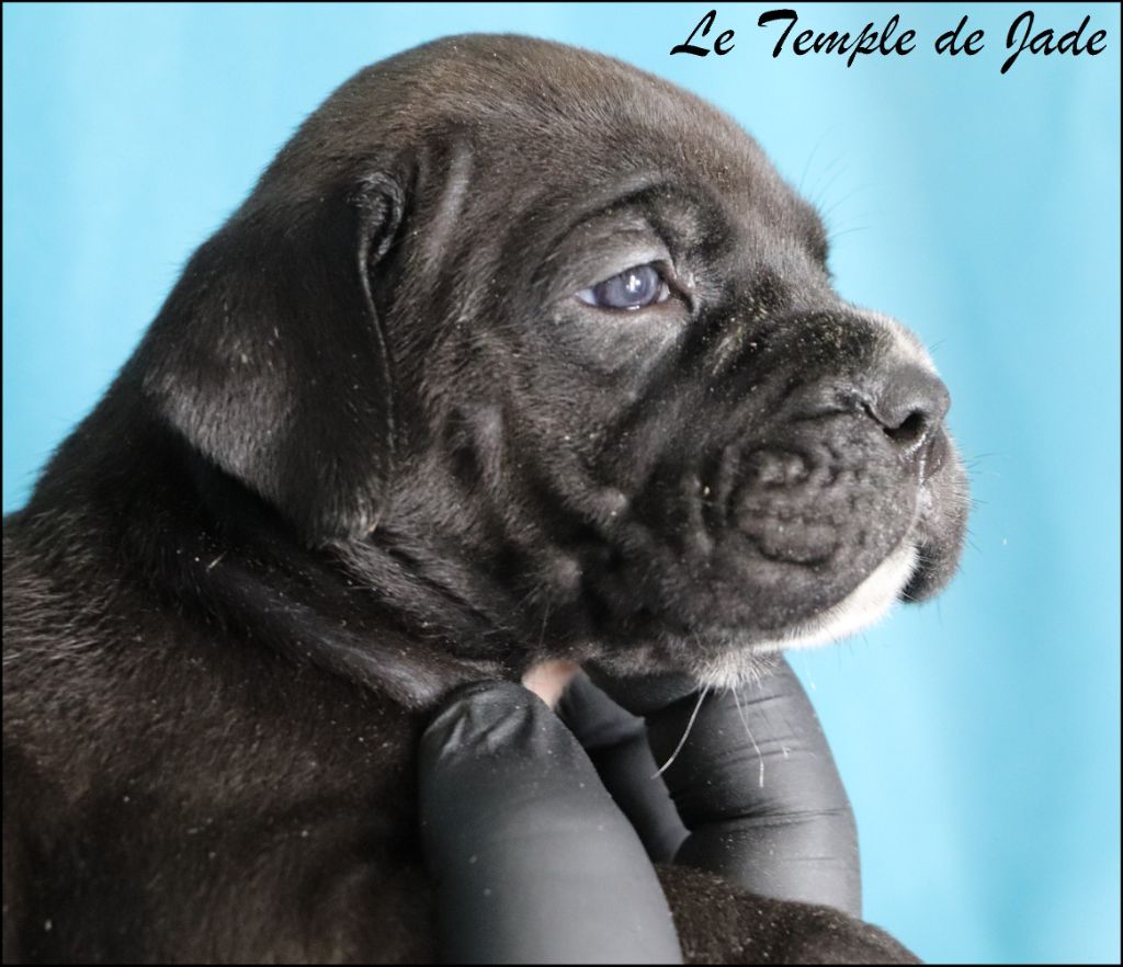 du temple de jade - Chiots disponibles - Cane Corso