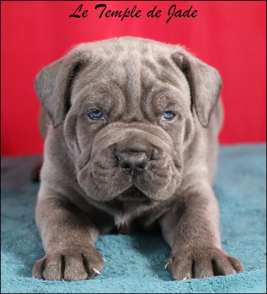 du temple de jade - Chiots disponibles - Cane Corso