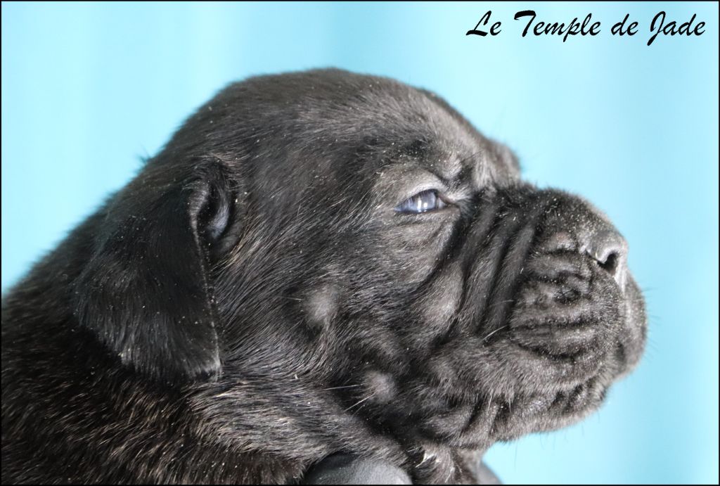du temple de jade - Chiots disponibles - Cane Corso