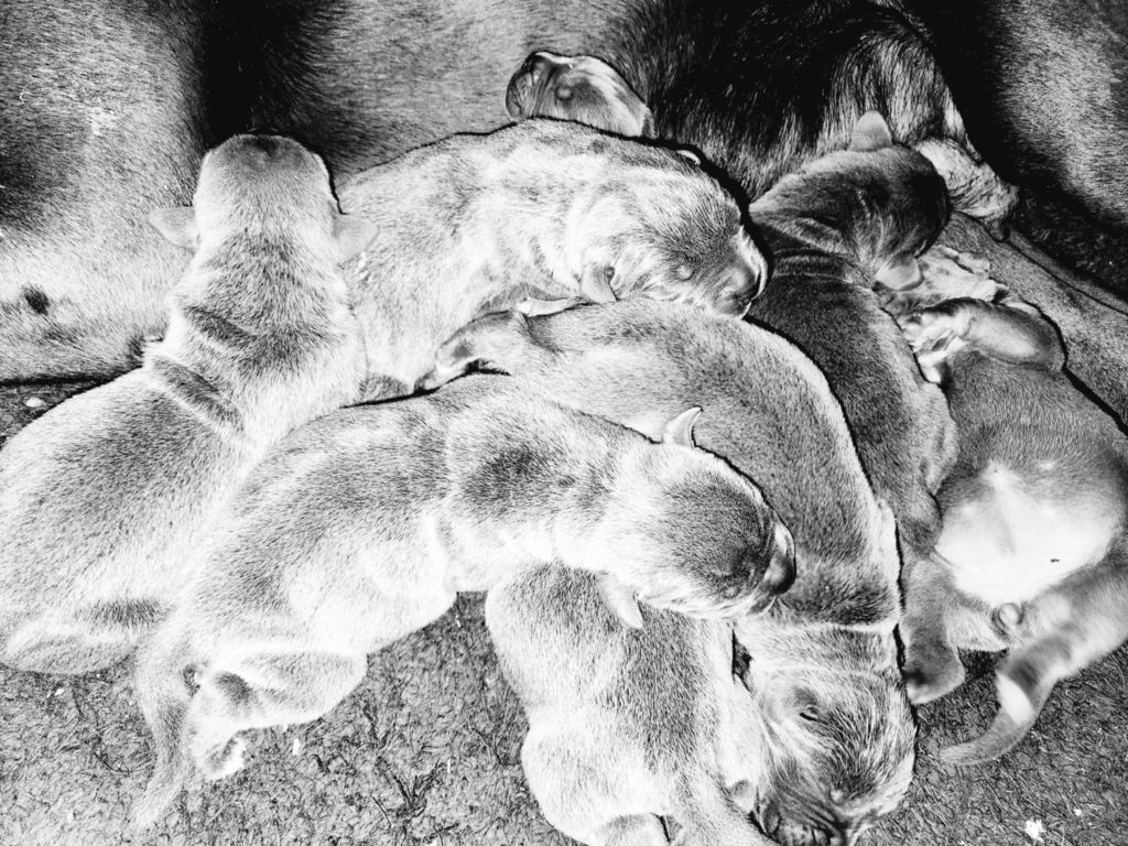 du temple de jade - Chiots disponibles - Cane Corso