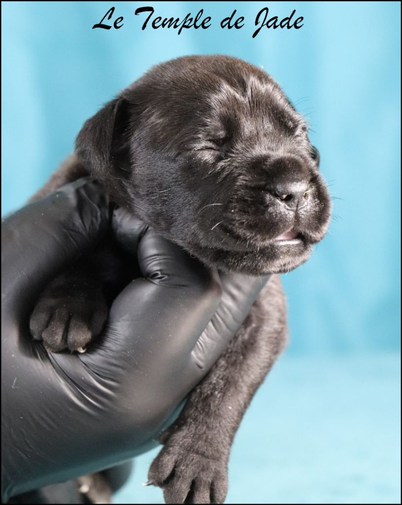 du temple de jade - Chiots disponibles - Cane Corso