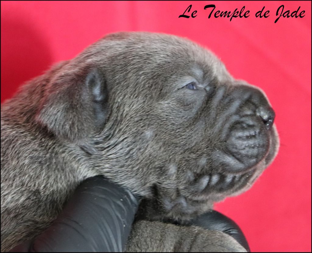 du temple de jade - Chiots disponibles - Cane Corso