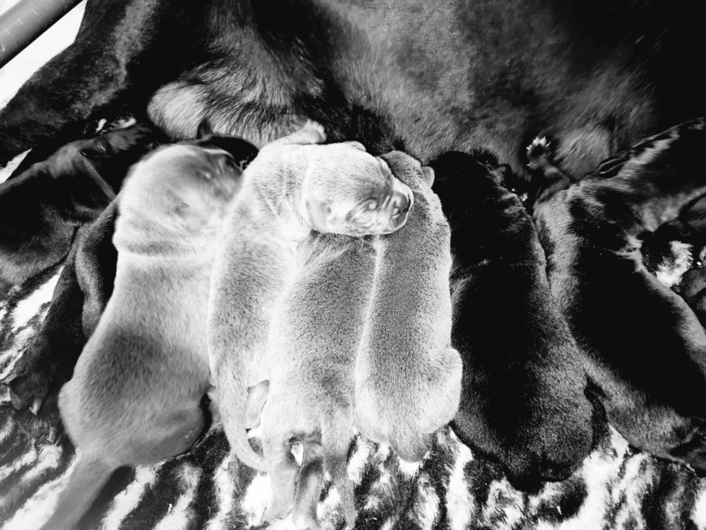 du temple de jade - Chiots disponibles - Cane Corso